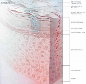 Aquabeautine XL mechanism of action (skin derma schem)